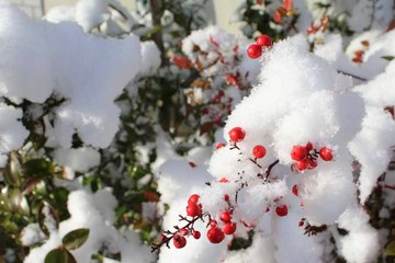 雪の南天