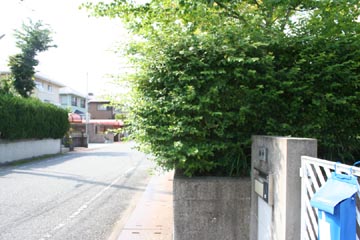 垣根_伸び放題