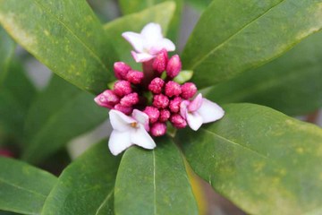 庭の花-沈丁花