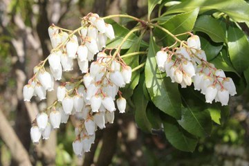 庭の花-馬酔木