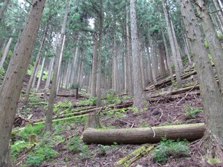 IMG_5935.jpg