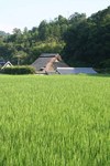 阿古谷-風景