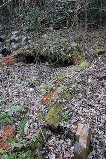 tan_DSC_0414.jpg