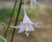 ��_�M�{�E�V