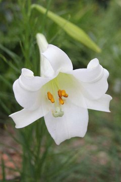 �S���̉�02