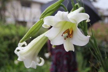 �S���̉�01