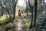 嵐山-羊歯の道