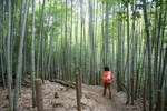 嵐山-竹林