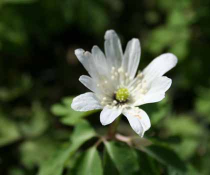 丹波大山の野の花を愛でる: 播磨屋 備忘録