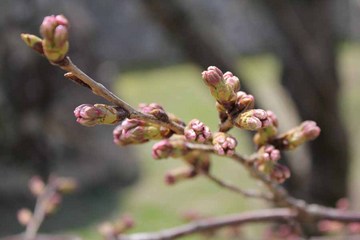 篠山城_桜蕾