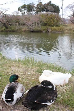 0407-�R�̖x�[