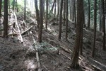 猪-竪堀